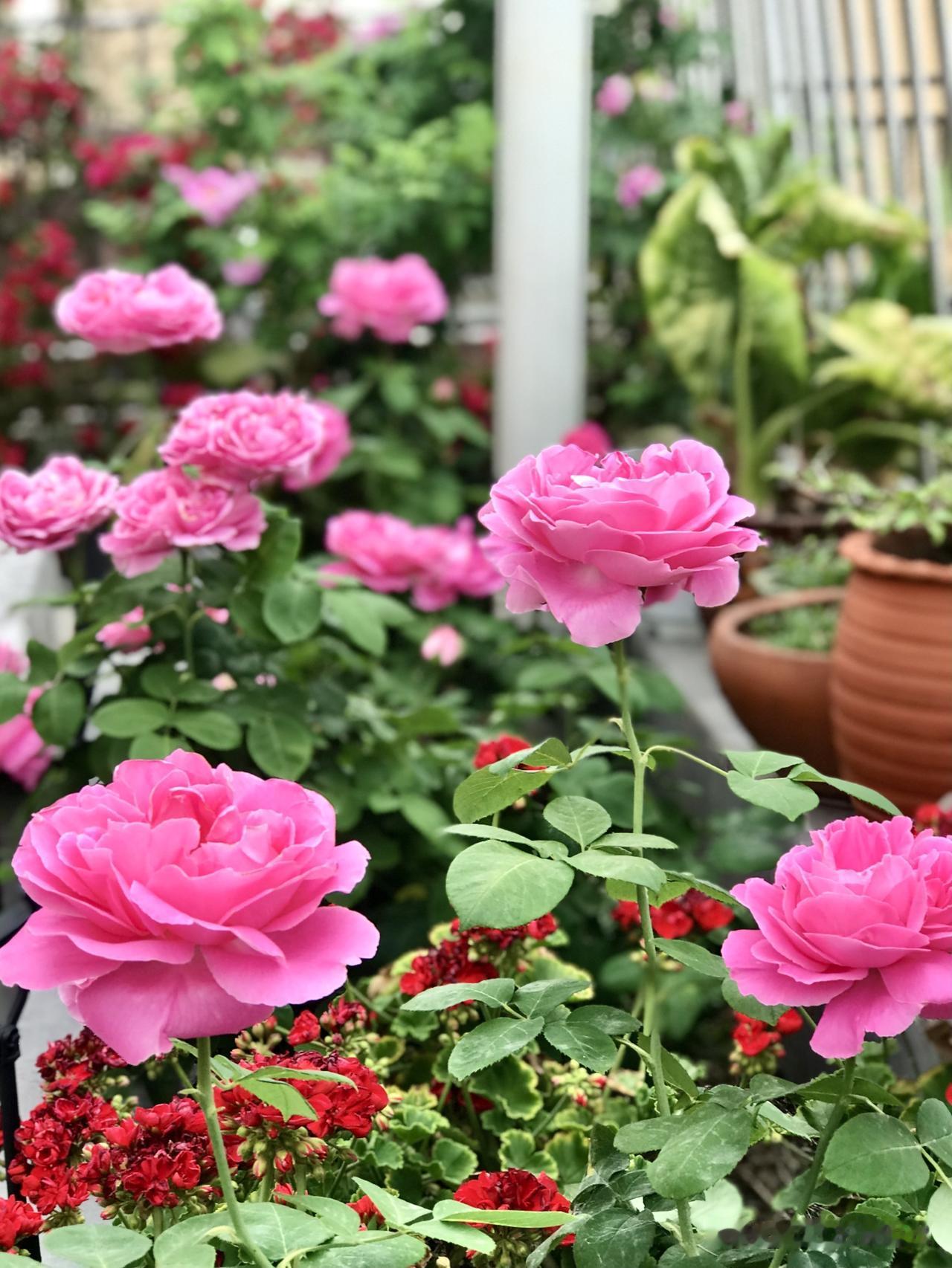 我们很少叫它“保罗•内龙”，更多的时候称它为“牡丹月季”。只见花朵呈现玫瑰红