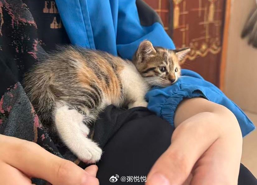 朋友开车5小时，往返10小时，来我家领养小奶猫～好开心我家猫宝寻到好主人，坐享荣