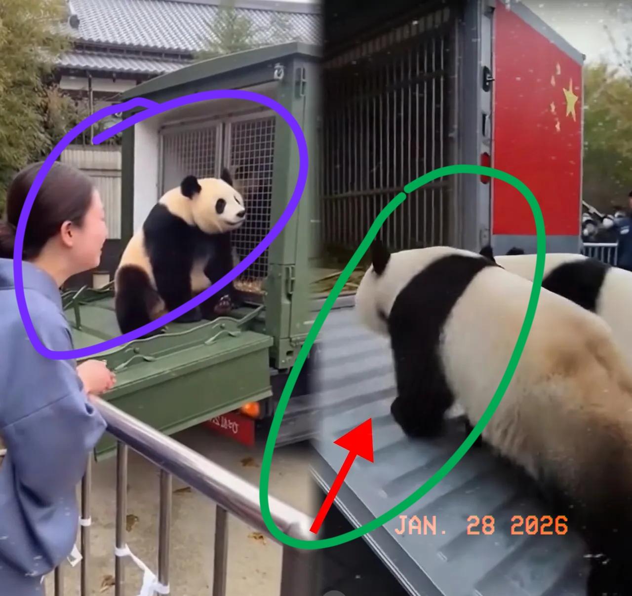 1月27日，上野动物园icon那一幕真让人看着五味杂陈这就是血脉里的东西，神