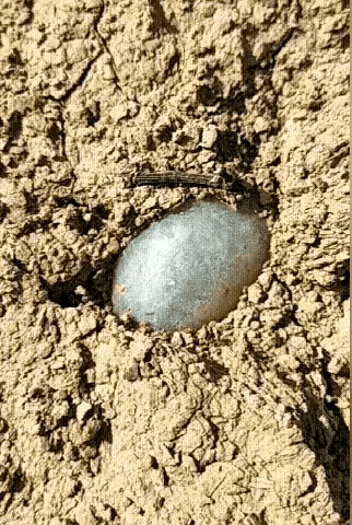 发个动图玩玩，能看出什么意思来吗？创意动态图奇特的动态图神级动态图