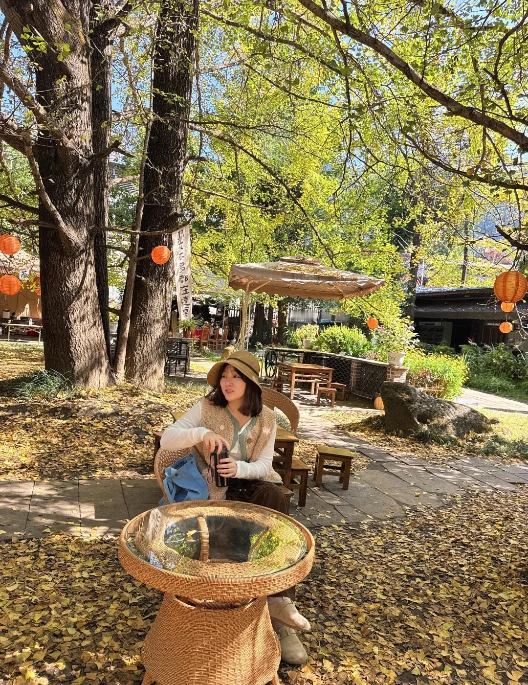 腾冲10月27日银杏村实拍青黄不接别有风味自驾过去,租个小电车,逛村子逛