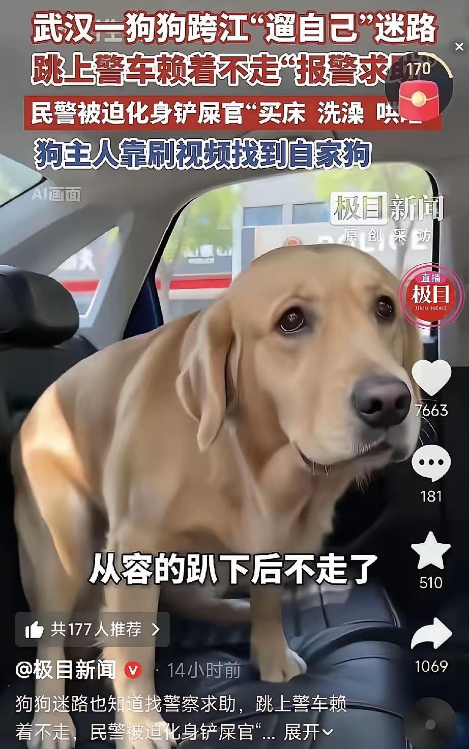太聪明了！湖北武汉，一只拉布拉多犬独自出门遛弯迷了路，没慌没乱跑，而是看到警车后