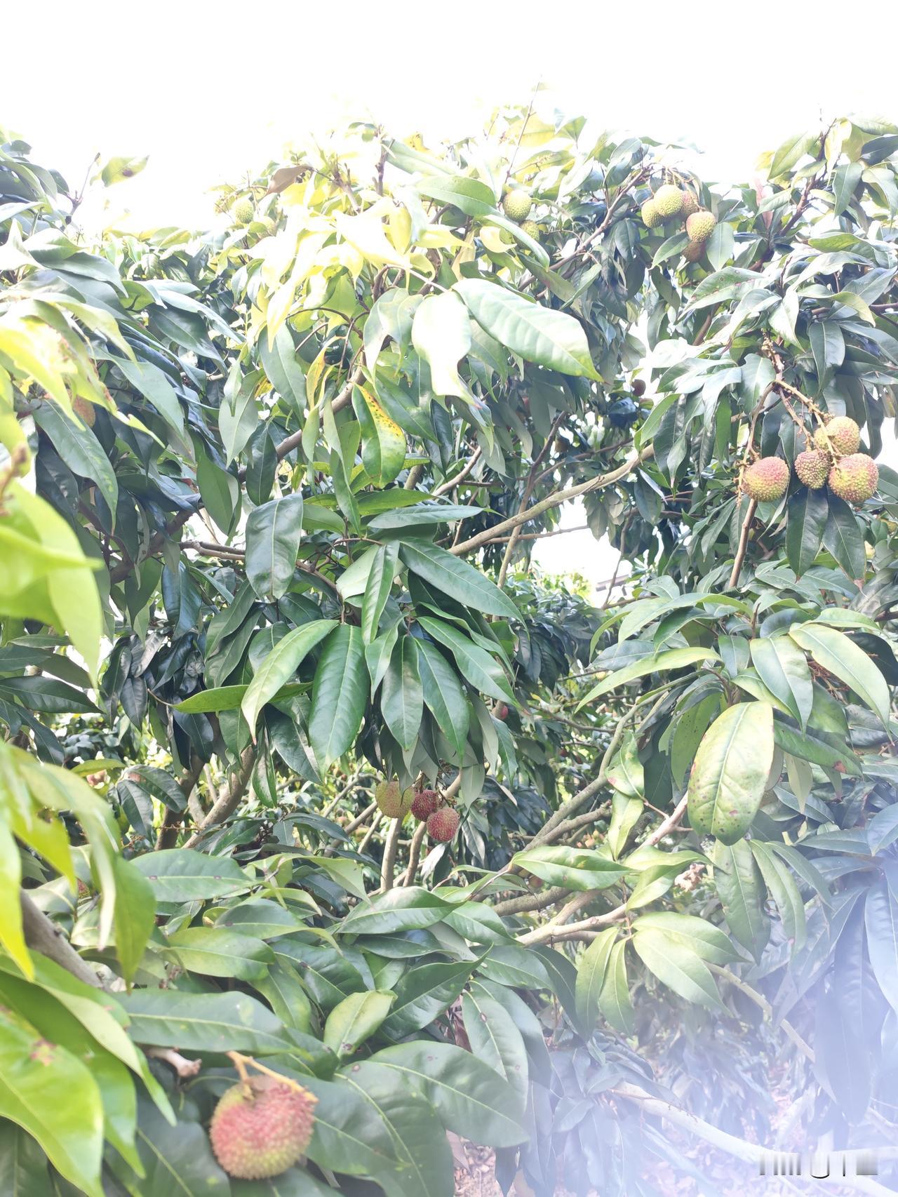 荔枝种植的高温预警近期持续35℃以上高温，荔枝新梢暴长，正出现严重“芽果抢养