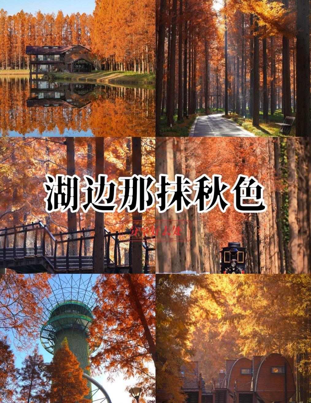 我不允许还有人不知道这片水杉林！错过就再等一年树树皆秋色，山山唯落晖黄海森