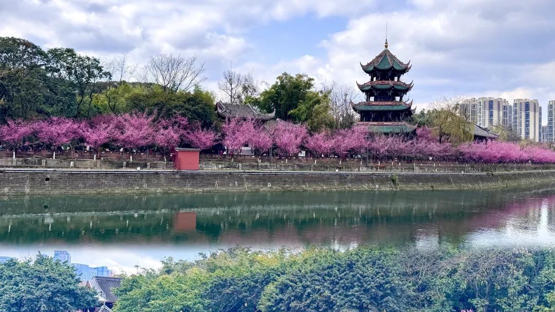 春日短暂, 成都赏花胜地多到挑花眼, 你最钟意哪一处?