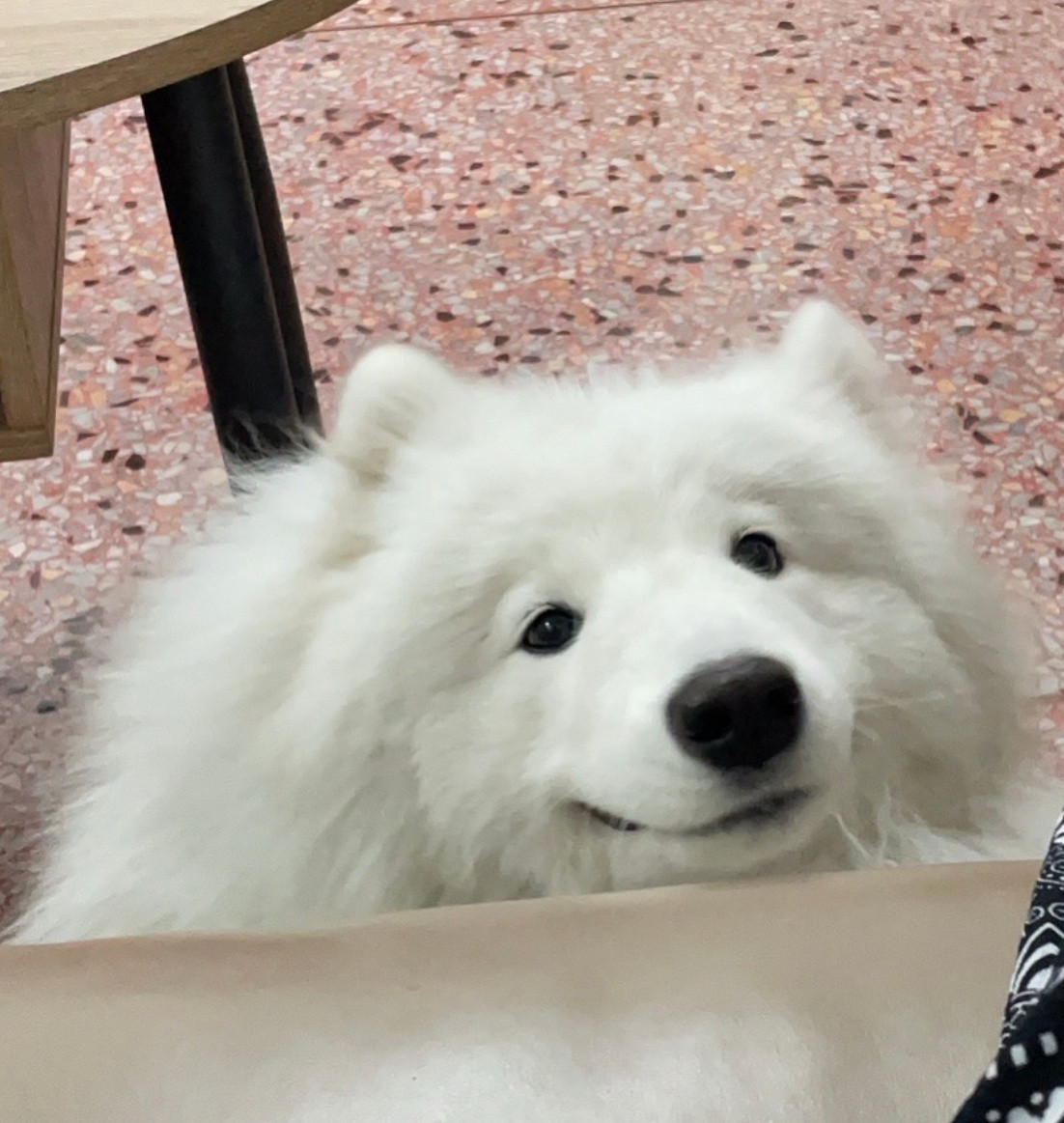 每到吃饭的时候饭桌底下就会长出小狗来