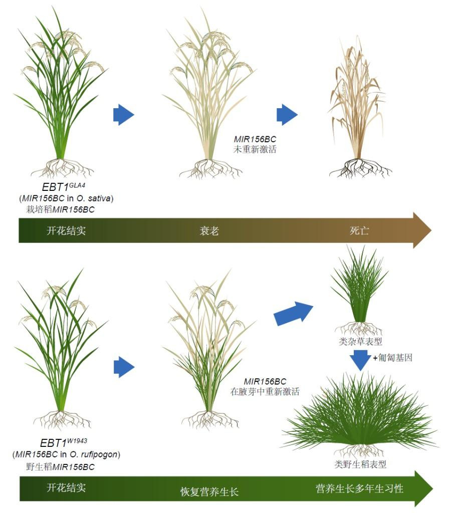 【中国科学家解开水稻“长生不老”之谜】北京时间3月20日，中科院分子植物科学卓越