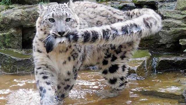 国宝排名_国宝大熊猫