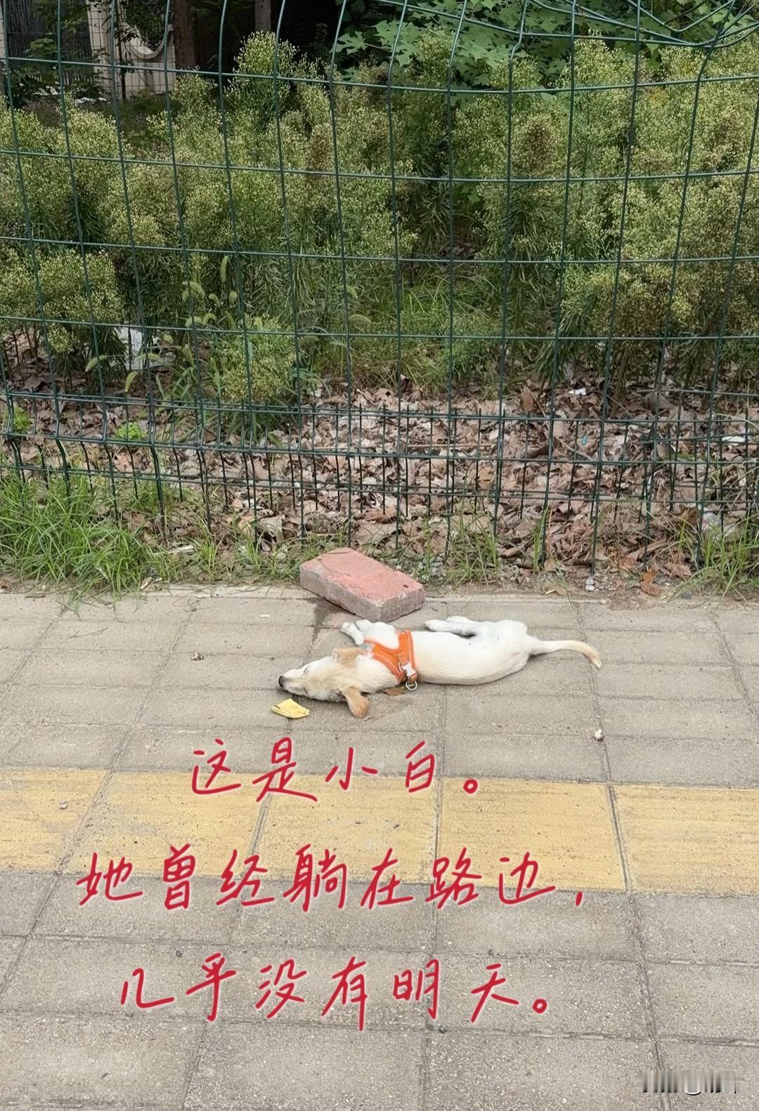 泪目了！这天一位小姐姐去公园散步，当她走到一片小树林的时候，看到一只白色的流浪狗