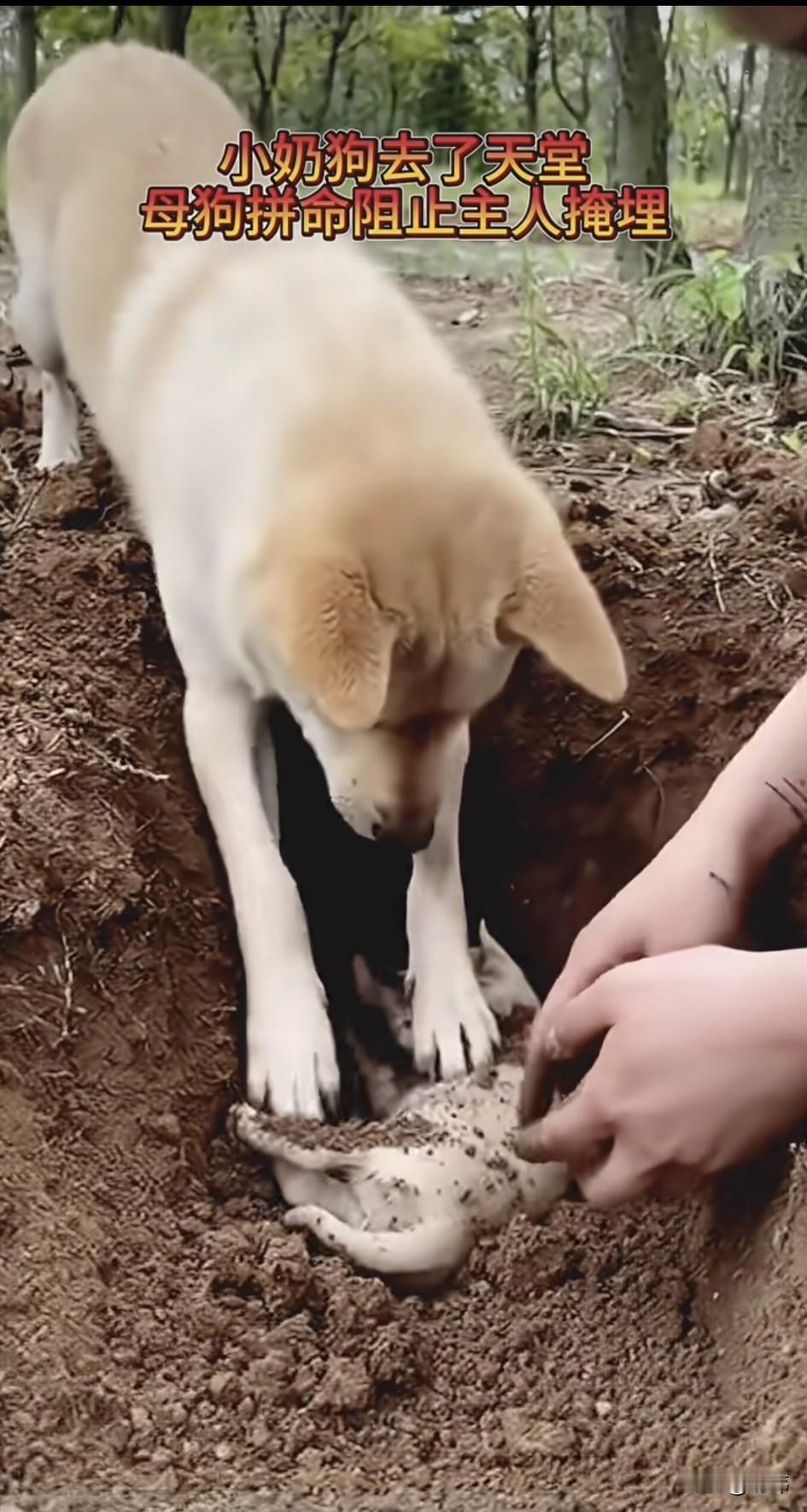 泪目了！一位大哥养了一只狗妈妈，后来狗妈妈生了一只小奶狗，可狗宝宝突然遭遇了疾病