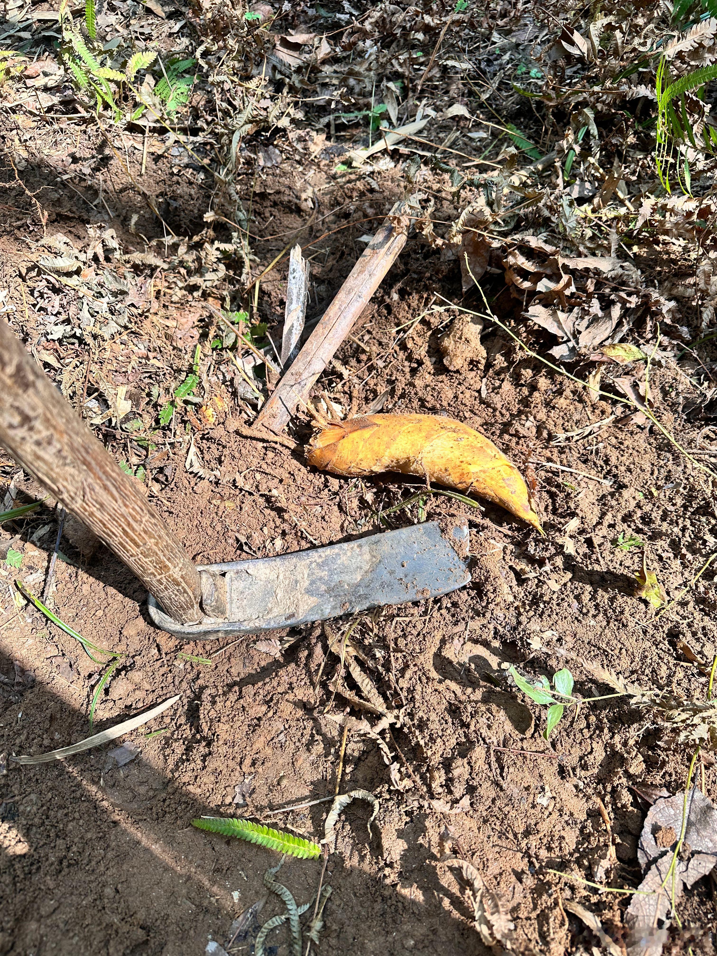 大v聊车大自然的回馈