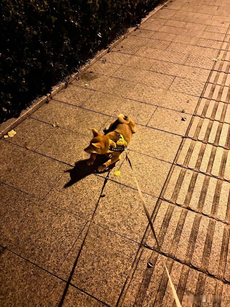 在众多养狗者当中，并不是所有的都烦人，也有一些素质相当不错的。譬如我家前楼的