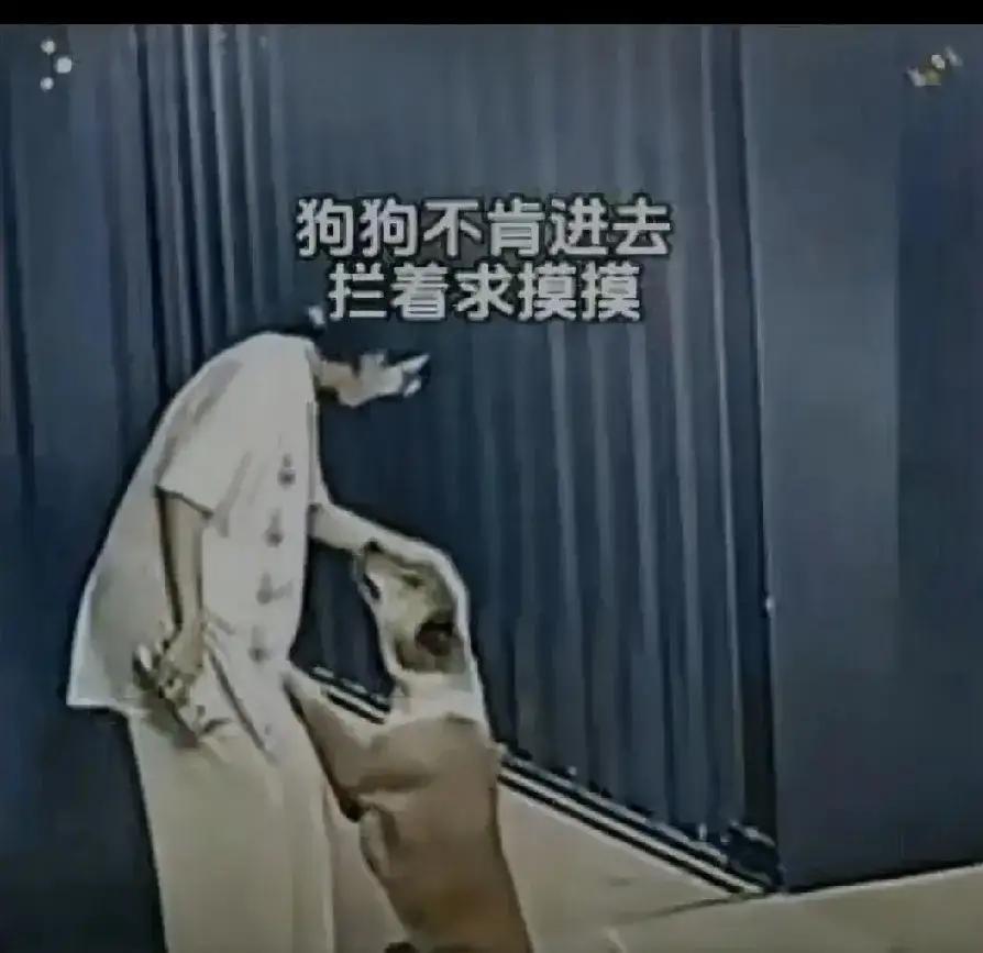 女子出嫁第十天，娘家狗狗独自跑20多公里来看她，女子起初还以为娘家人和狗狗一起来