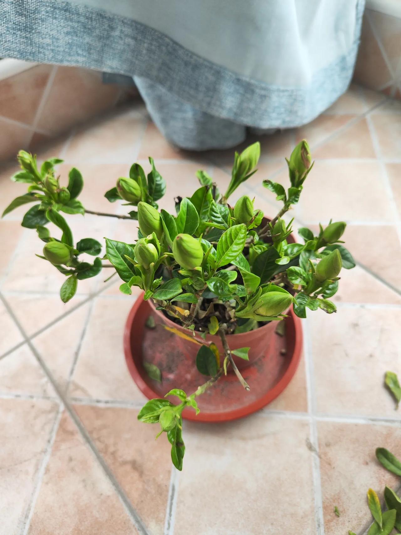 有没有懂行的人，看看我这个栀子花还能养活吗？图一是现在的模样，花苞都开始泛黄了