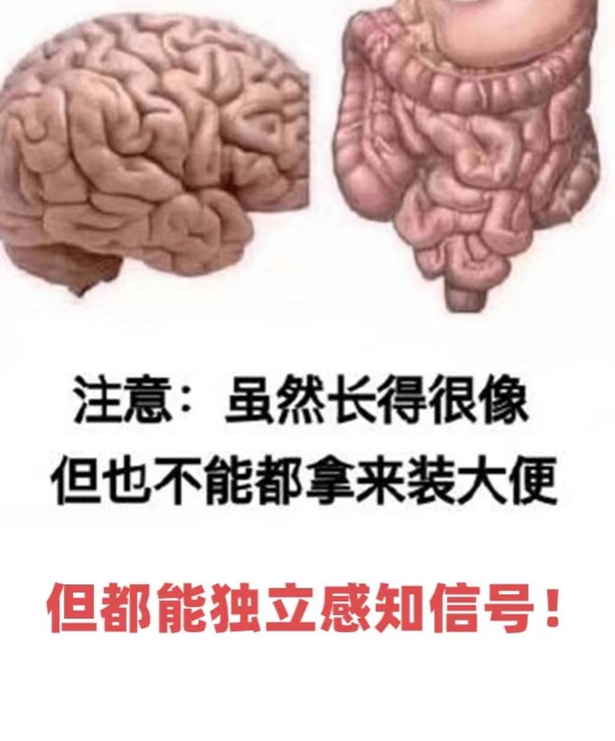 科学家新发现！大脑和肠道竟遵循同一物理规律！你有没有过一紧张就拉肚子的经历？
