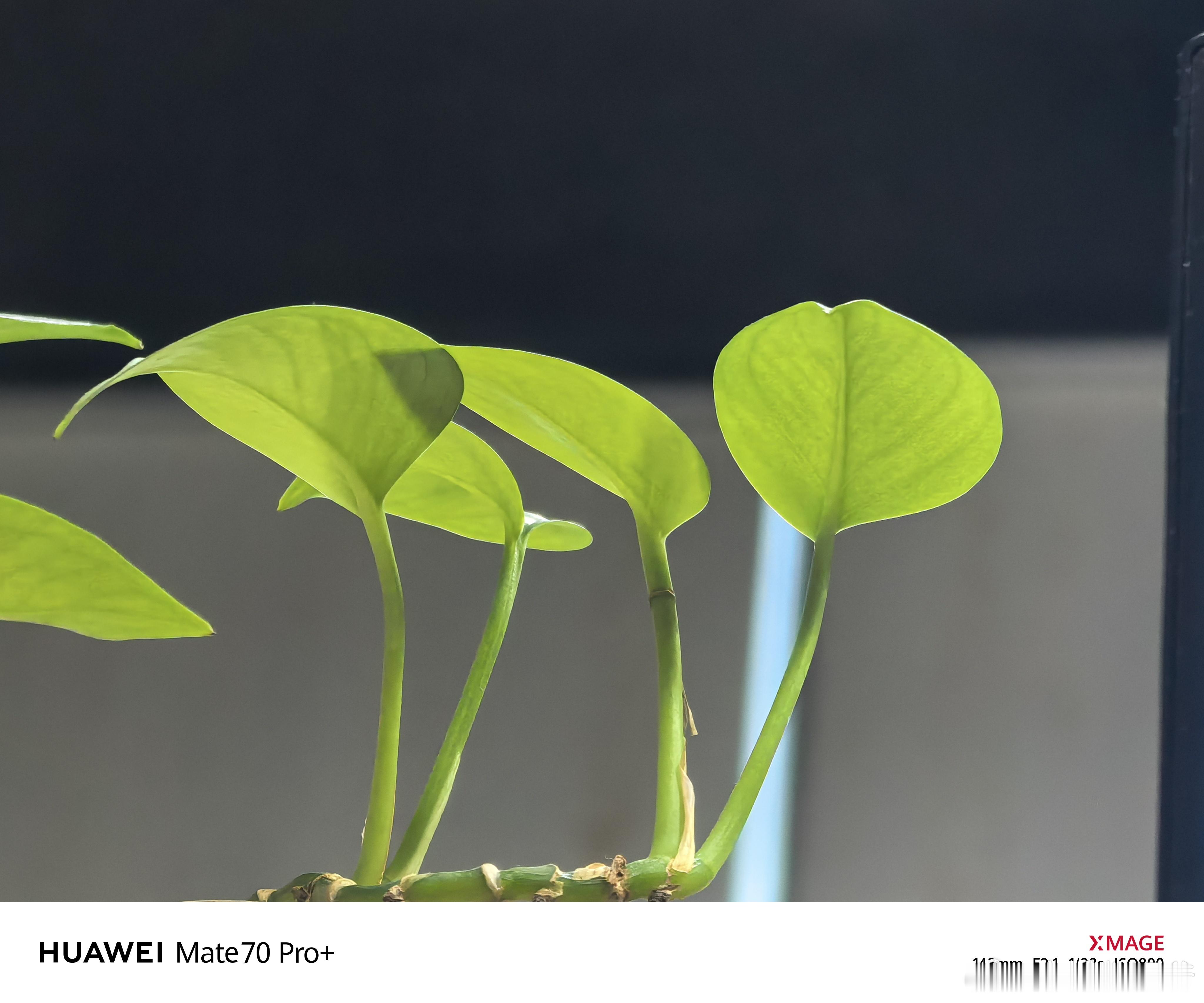 红枫1和红枫2直观对比，均为5.9x，原色！