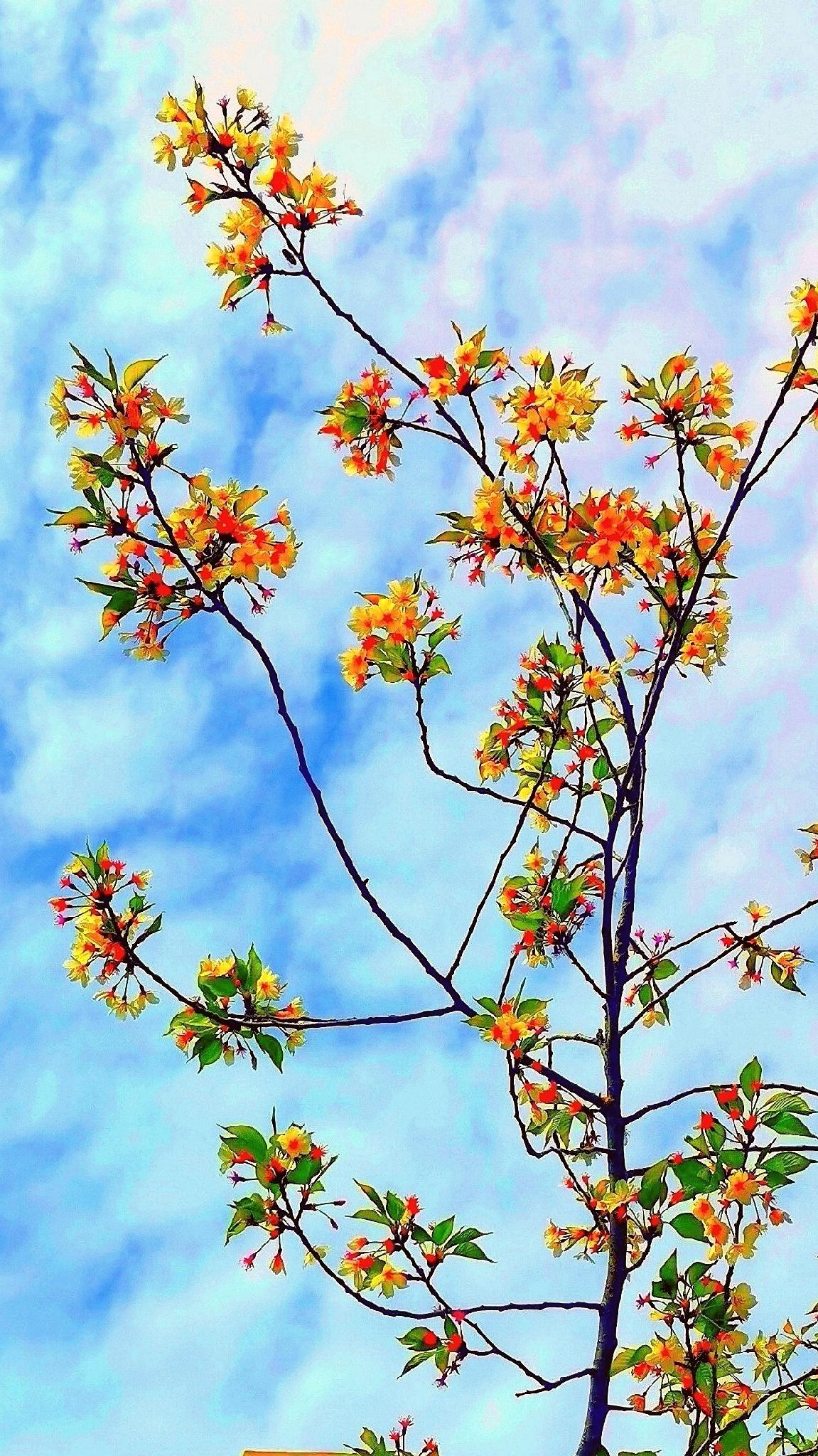 豆包评语：一树鎏金，把春天拍成油画！