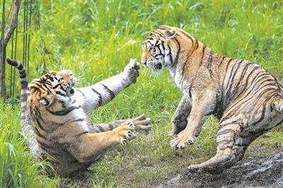 东北虎豹国家公园:虎啸豹跃万物共生