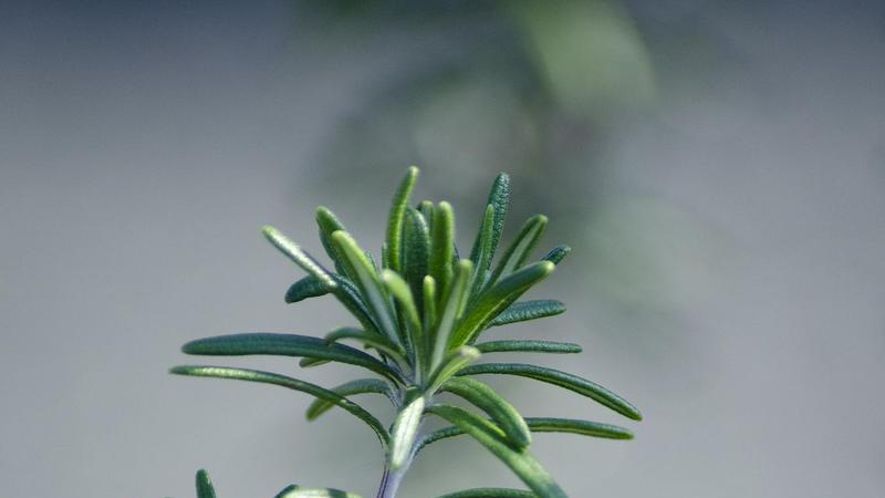 寒冷天里最适合养的10种香香花, 你家有几种?