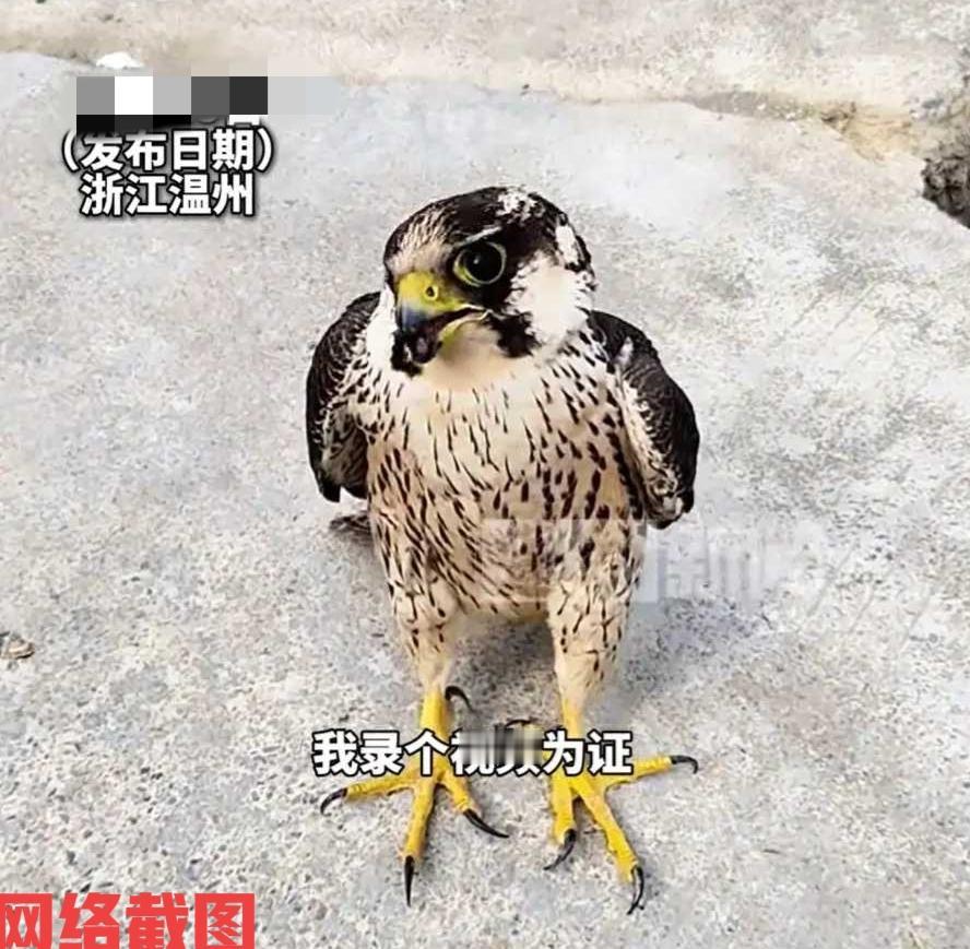 浙江温州有男子家中，突然飞来了一只不认识的鸟。男子有心照顾一番结果鸟不走了，