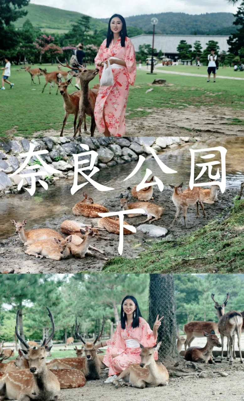 奈良公园下 | 奈良公园的正确打开方式🌿
