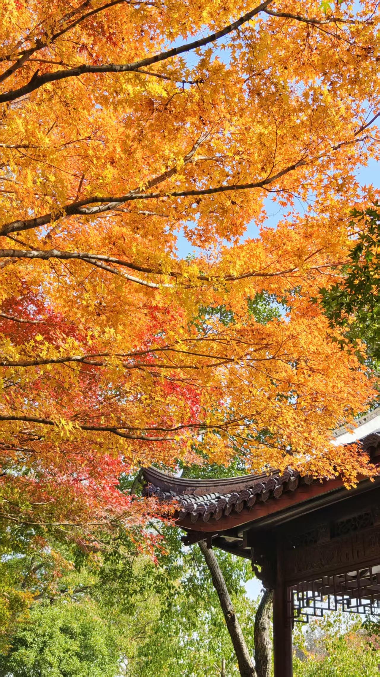 金秋九月的秋色美得醉人。碧空如洗，白云悠悠，天气凉爽宜人，正是户外运动的好时候。