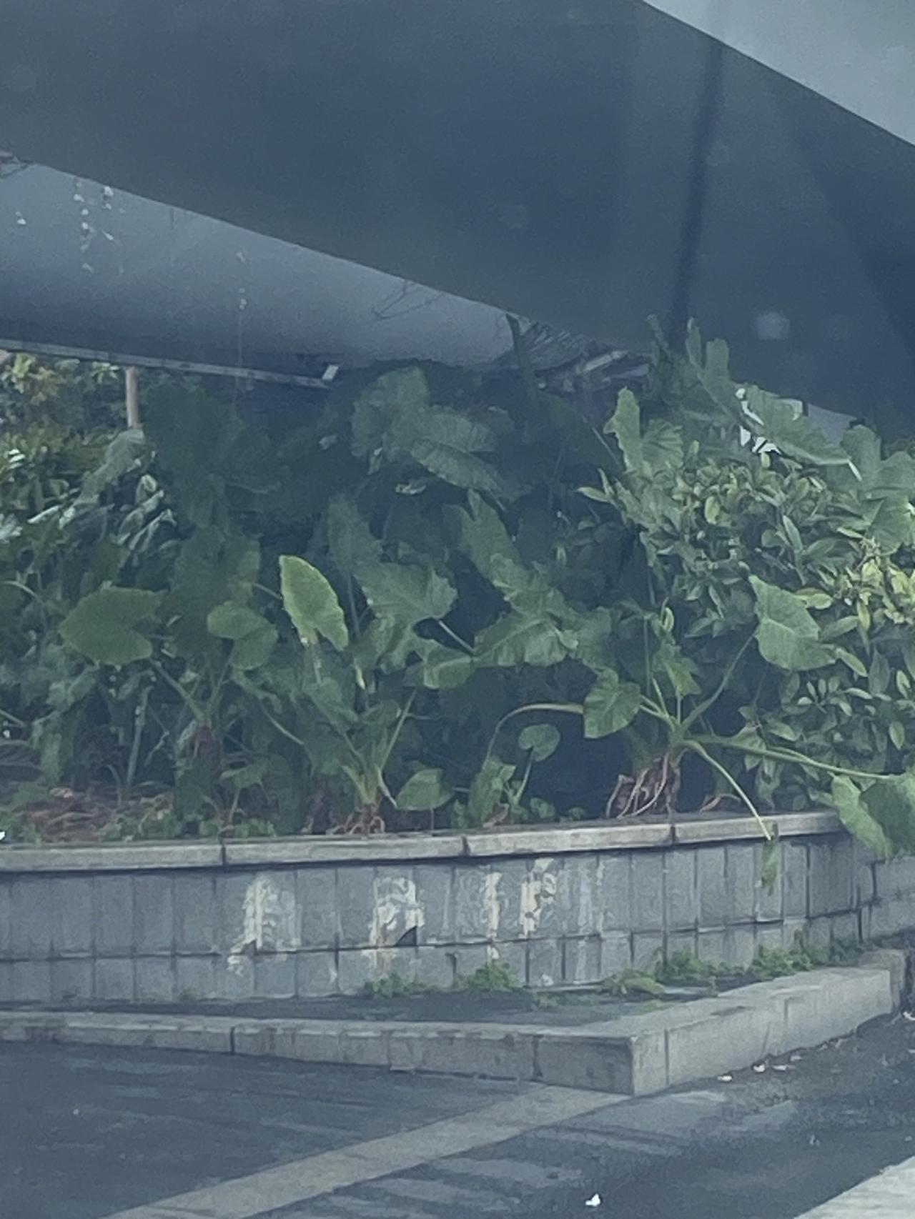 来南方避寒的房车车主一家因误食滴水观音而送医院治疗，在他们露营的停车场旁边，是一