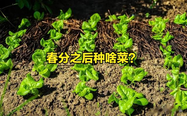 春分之后, 这6种蔬菜就可以种植了, 好吃还高产, 菜农不要错过