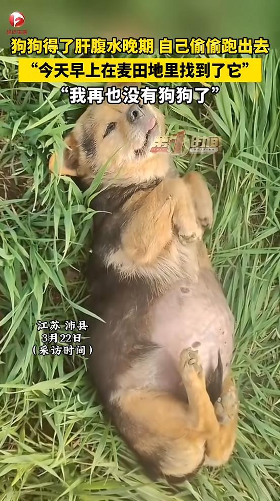 “看哭了！”近日，江苏沛县，一小狗肚子变得很大，主人带它去医院检查后，才知道是肝