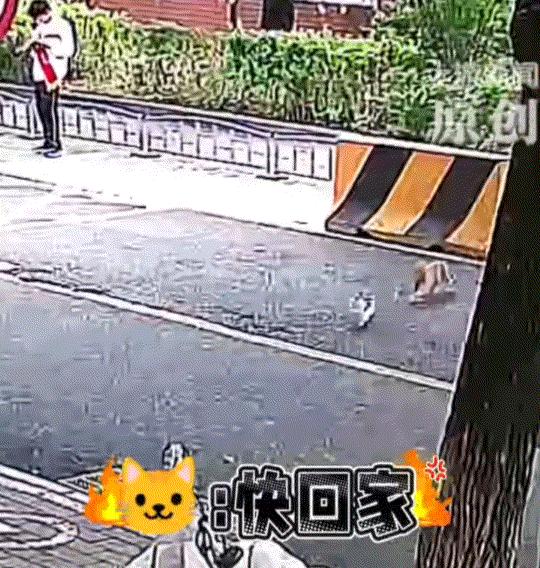 北京一位女士怎么也没想到，自家那只偷跑出去的猫失踪了快十个小时后，竟是被一只流浪