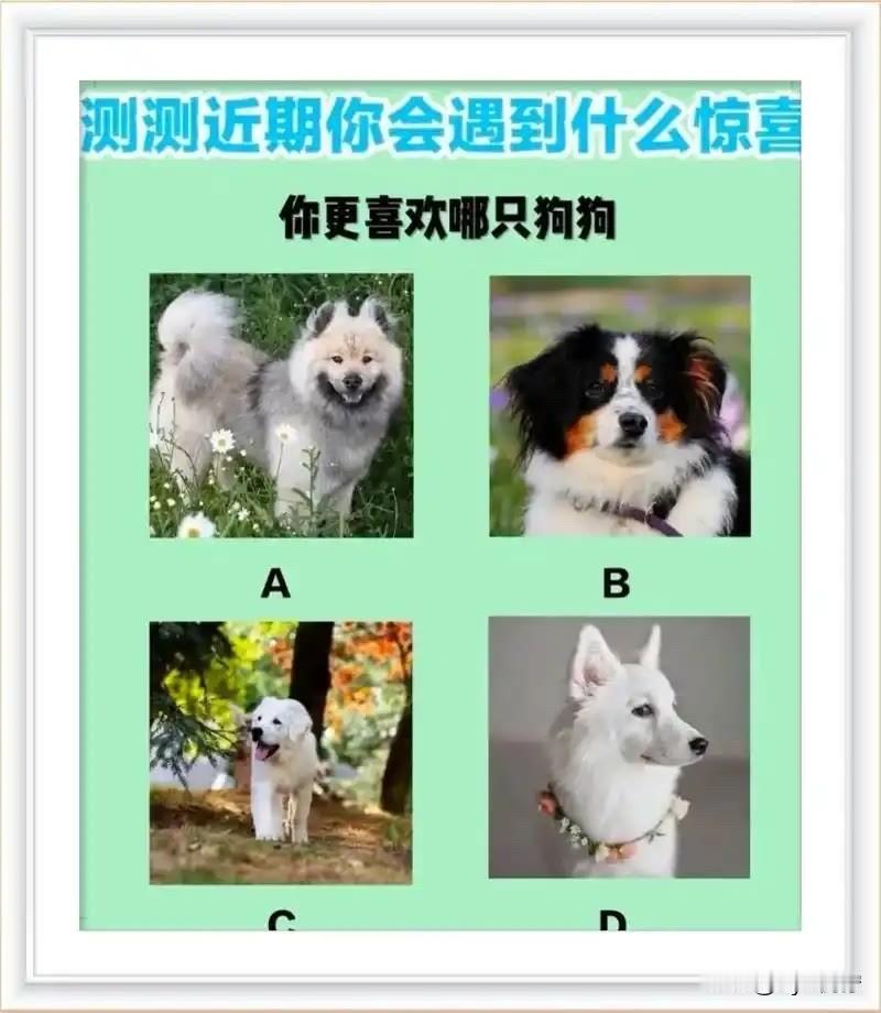 你更喜欢哪只狗狗