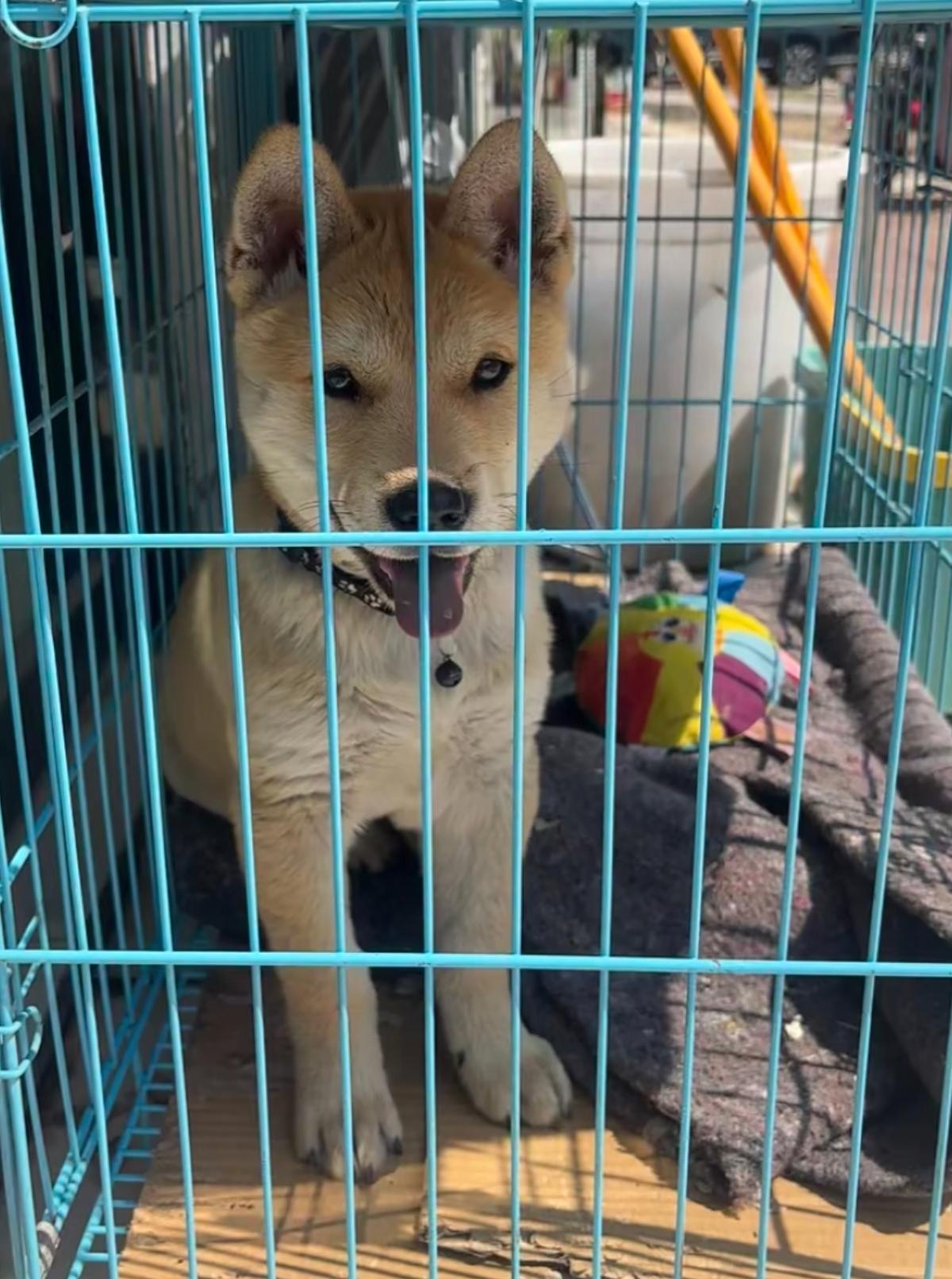 谁能想到，一只才三个月的小黄狗，从买来那天起，命运就被定好了——养到过年，直接端