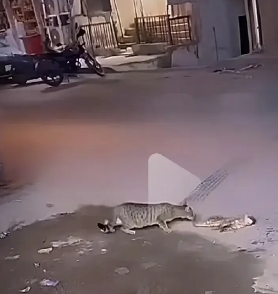 刷到一个视频，一只小猫被撞了，母猫很无助在旁边看着又跑到附近看，不舍得离开，依依