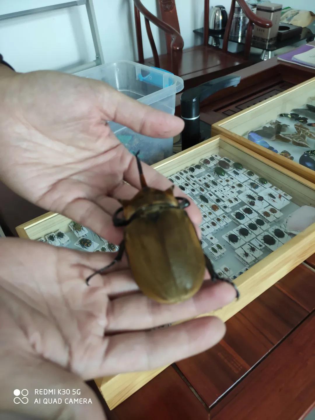 喜欢这个虫虫吗？给你们展示一下好友的昆虫标本，都是自己制作的。有蝴蝶标本，有飞蛾