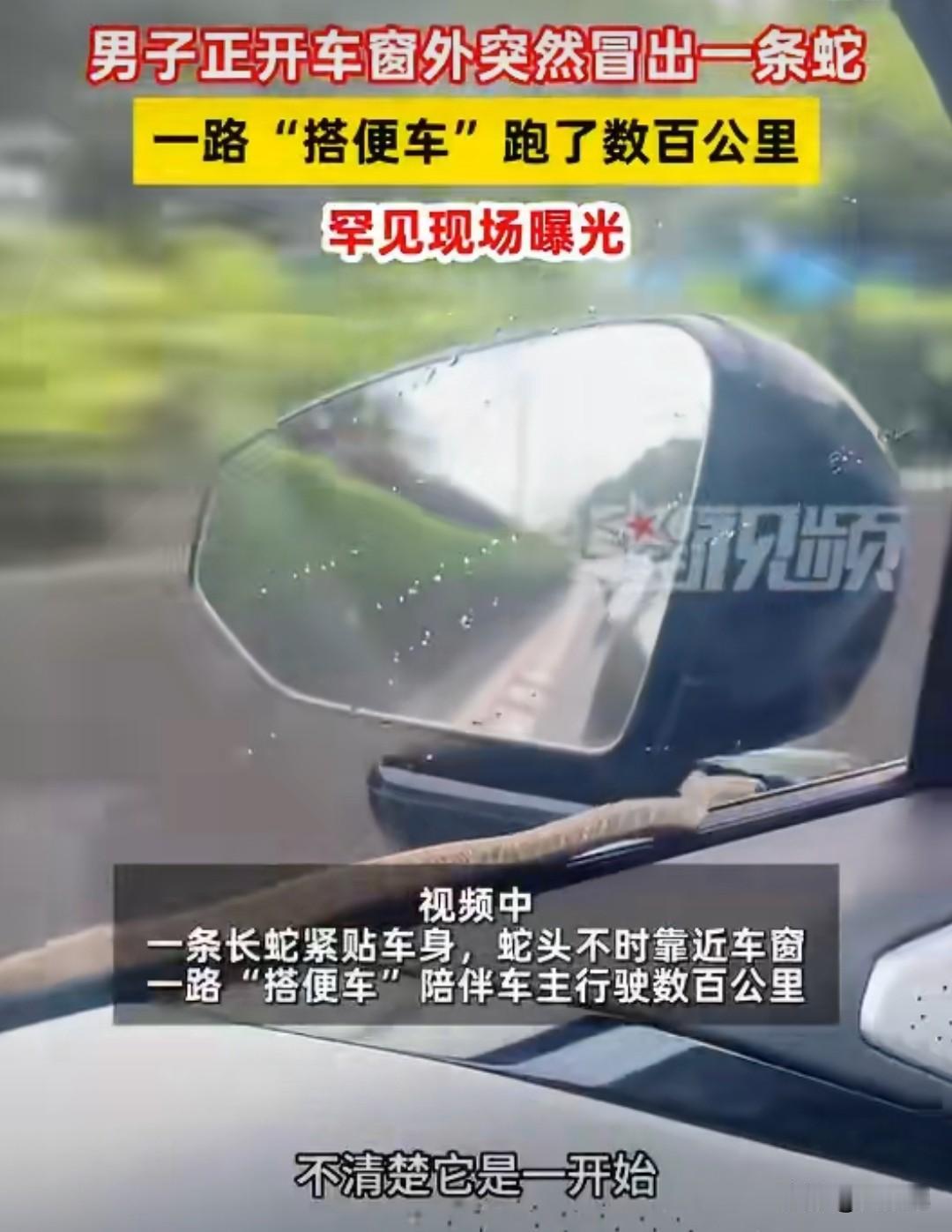 罕见：男子开车在高速公路上行驶，一条蛇趴在车窗外跟随数百公里。在镜头中可以看