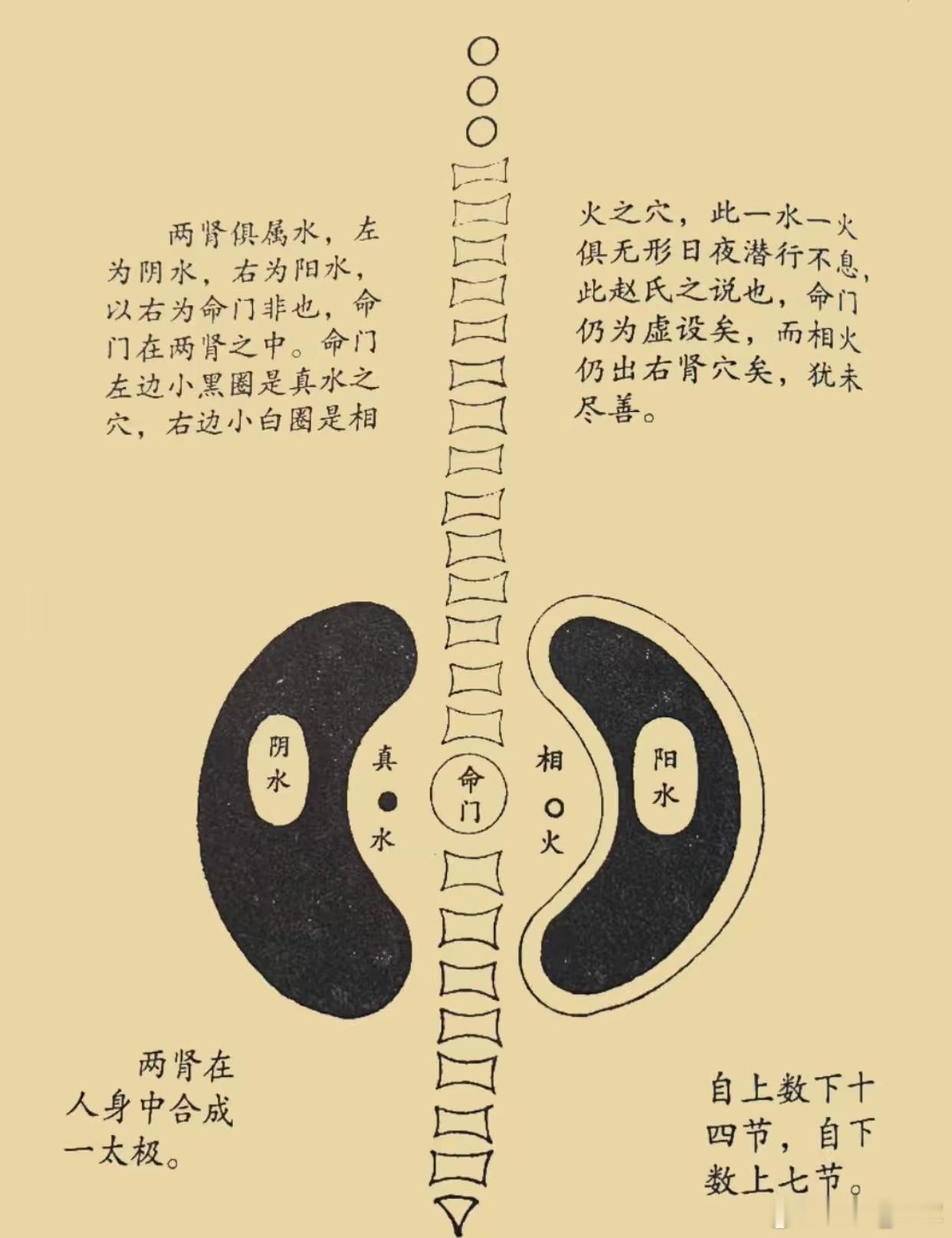 命门图两肾合为太极，左为阴水（真水），右为阳水（相火），命门居于两肾之间，为水火