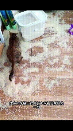 🤣救命！养宠人看完直接代入崩溃现场！这猫咪的脑回路，真的要把人笑晕！主人