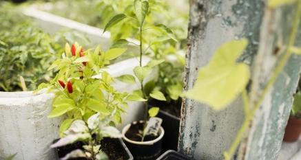 适合播种的日子芹菜根这是长熟植物中的佼佼者：从发芽到种植需要70-80天，