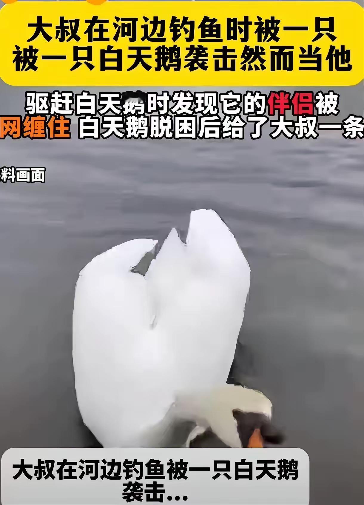 新疆一男子垂钓时，被一只白天鹅反复啄脚不肯离去。 跟随天鹅前往后发现，其同伴
