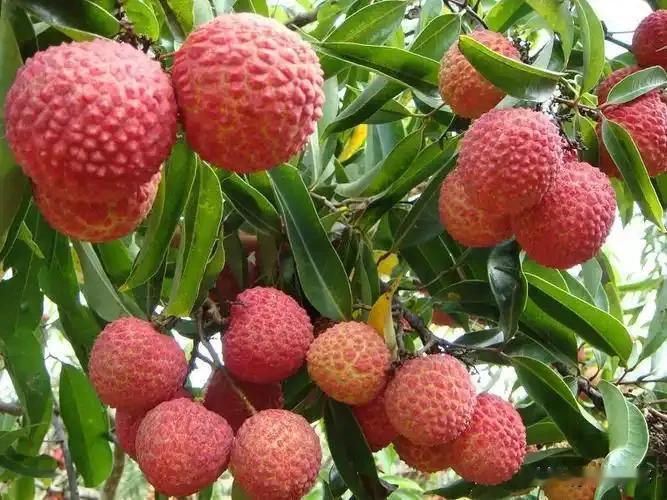 爱莫能助，摊上这事也很无奈了，昨天老家亲戚打电话来问我这边有没有认识的水果经销商
