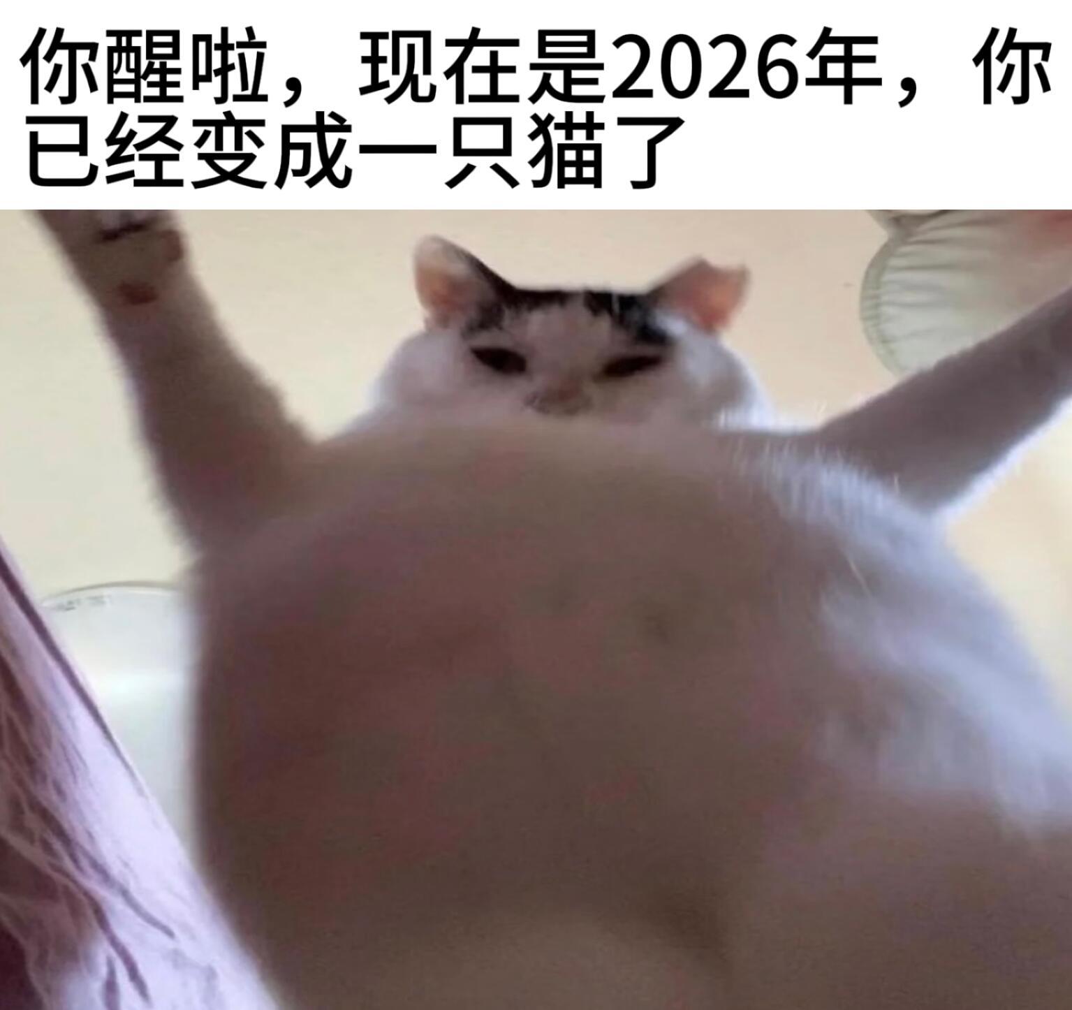 一些跨年猫meme新年快乐哇～