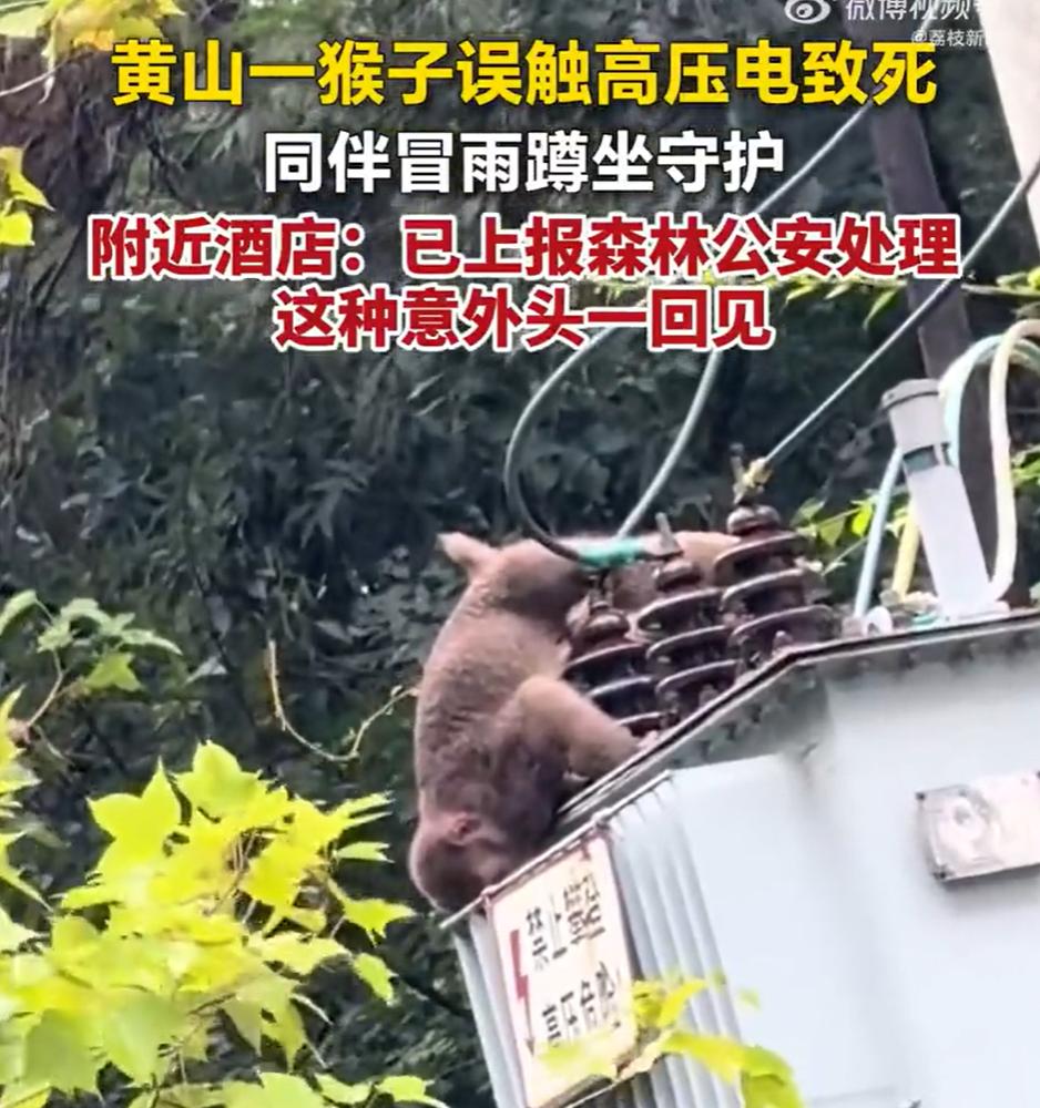 万物皆有灵！黄山景区，一只野生猴子，下雨天爬上高压线玩耍，不小心触电