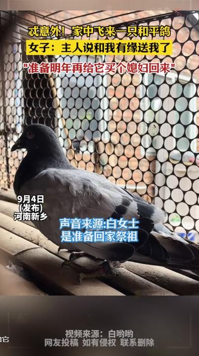 太意外了！河南新乡一名女子正在家中干活，突然，一只灰色的鸽子飞到她们家窗户上，女