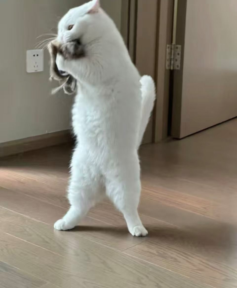 萌宠徐小白最爱的阿贝贝