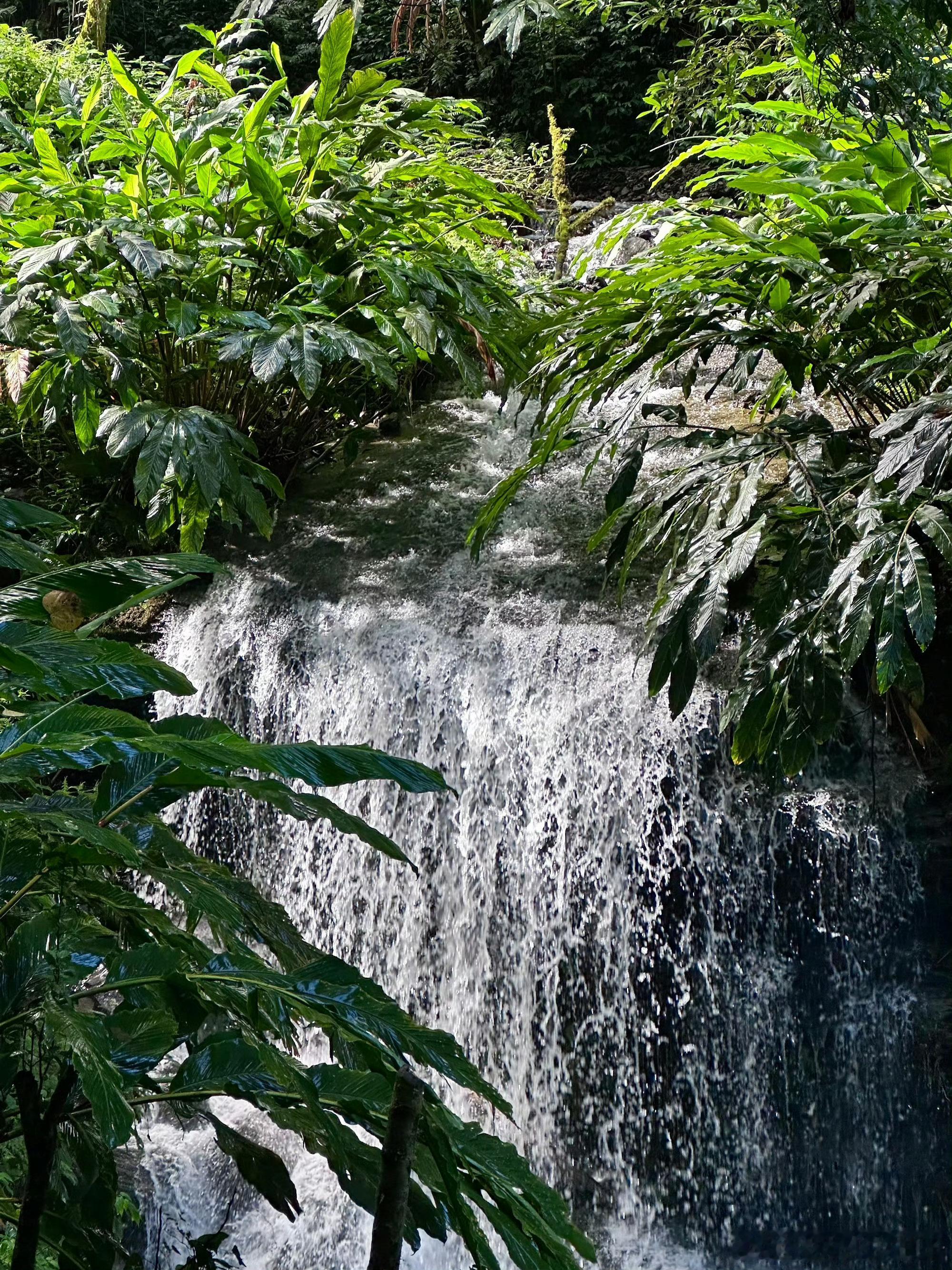高黎贡山｜治愈一切的15公里🌳肆意的风陡峭的坡会飞的土野山的生命