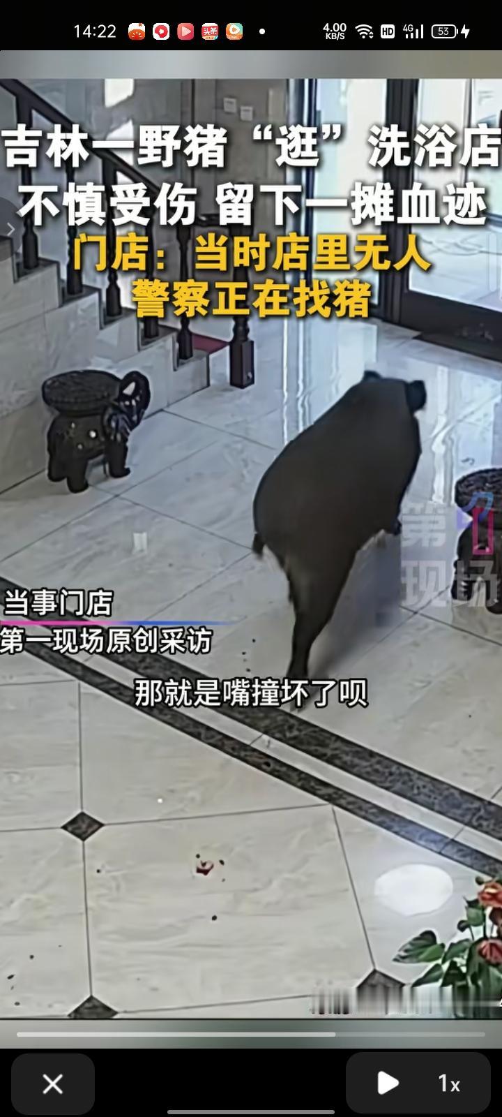 11月10日，吉林省吉林市。监控画面显示，一头野猪撞进洗浴店，屋里转一圈后又撞门