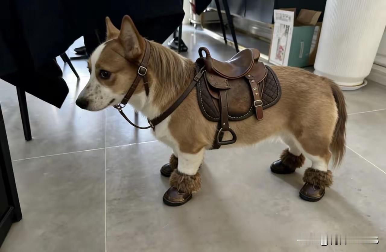 出新品种了[笑着哭]