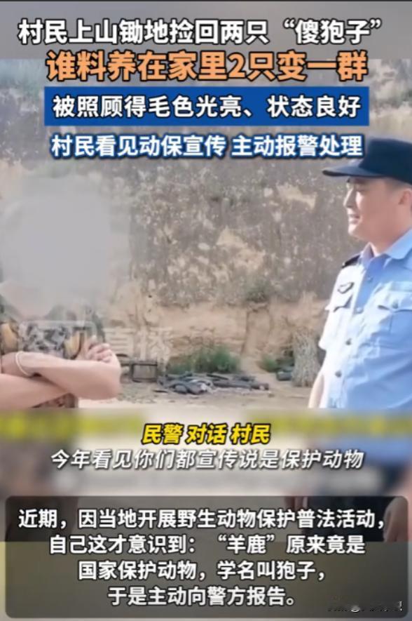“长期饭票没了！”6月28日报道，陕西，一大妈上山砍柴时，竟发现两只“傻狍子”，
