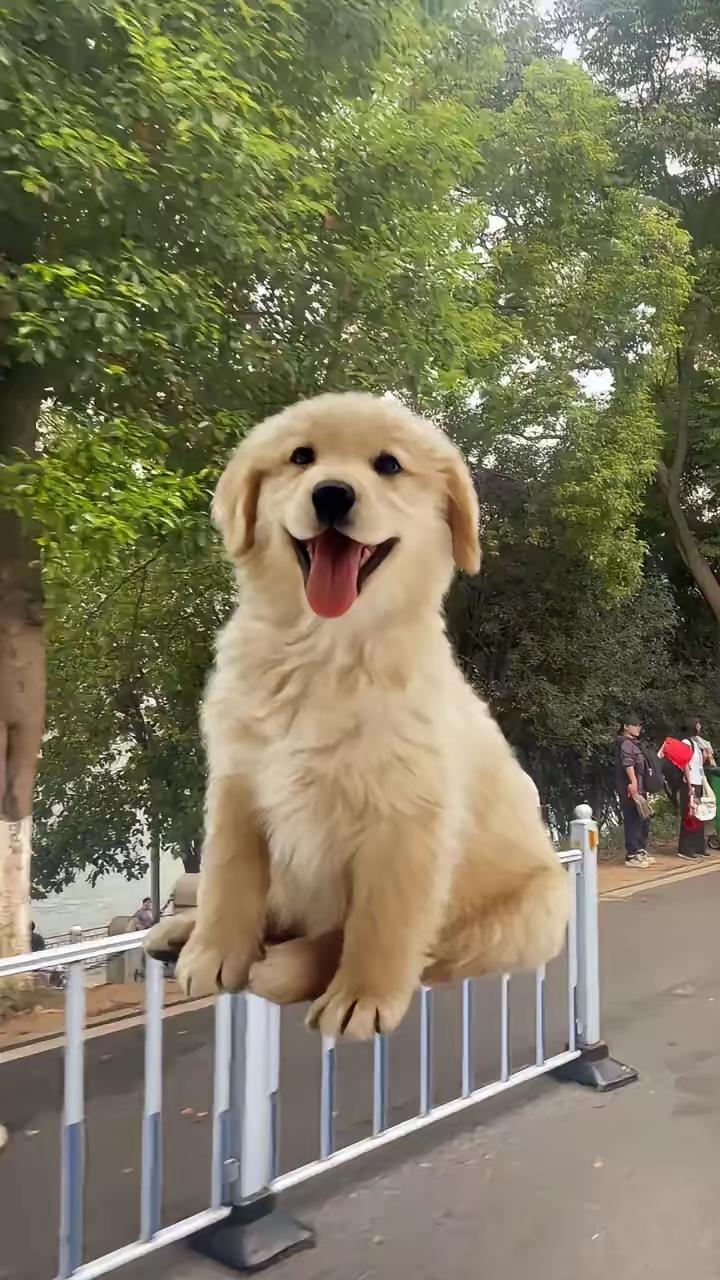 明后两天，福气来敲门属狗的朋友，你熬过的夜、咽下的苦，老天都记得。就在明