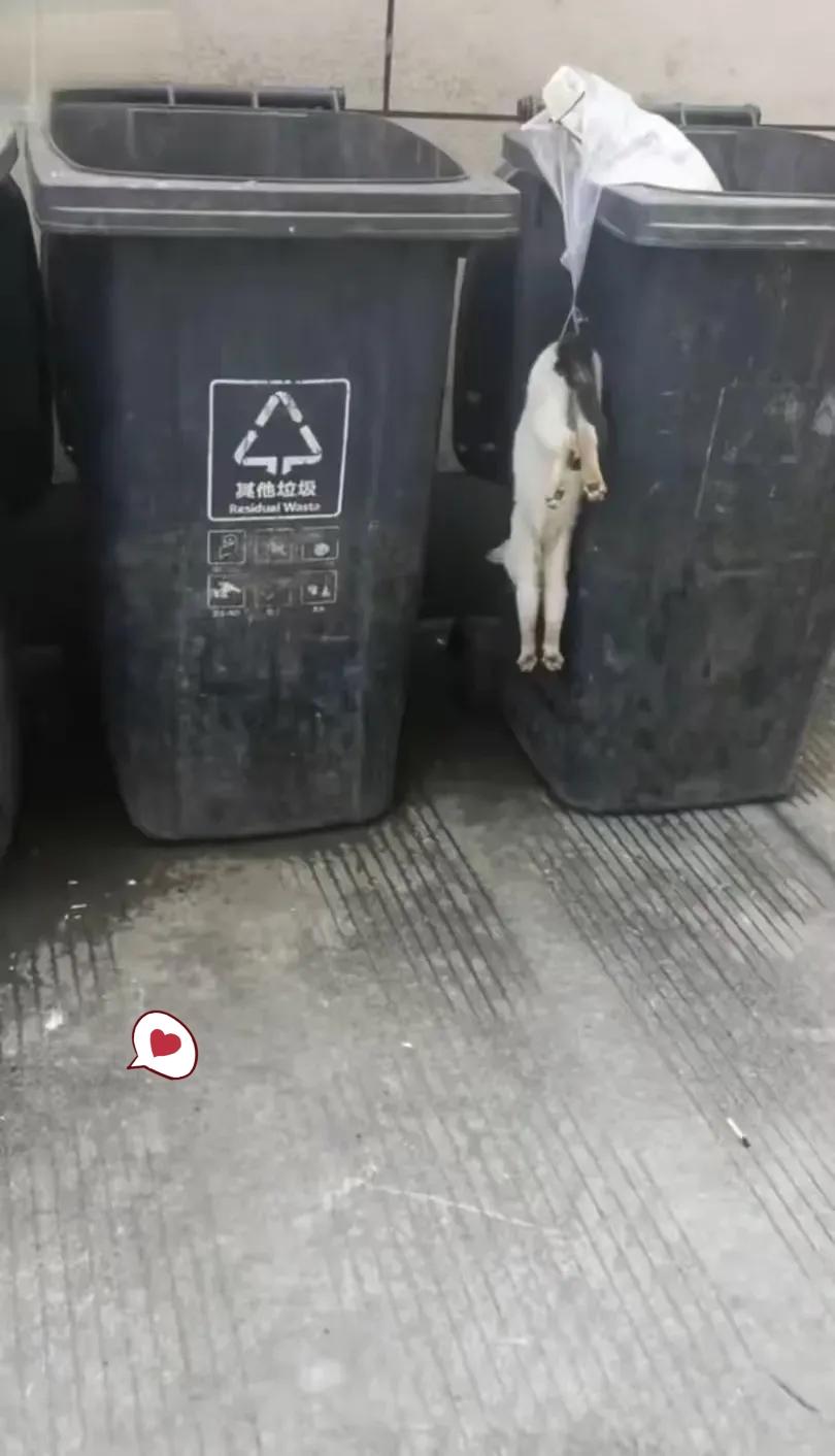 这天，一位阿姨去倒垃圾，当她走到垃圾桶旁边的时候，看到了无比凄惨的一幕，一只可怜